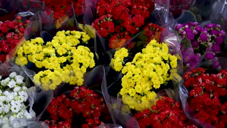 Schöne-Bunte-Glücksblume-Oder-Kalanchoe-Blossfeldiana,-Die-In-Töpfen-Gepflanzt-Werden,-Um-In-Der-Blumenzucht-Verkauft-Zu-Werden