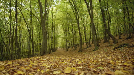 Herbstblätter-Bedecken-Den-Boden-In-Einem-Jungen-Dichten-Wald