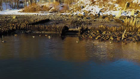 Slow-aerial-slide-past-a-group-of-ducks-bobbing-in-a-shallow-salt-water-bay-amongst-the-remnants-of-an-old-dock-with-snow-dusting-the-background