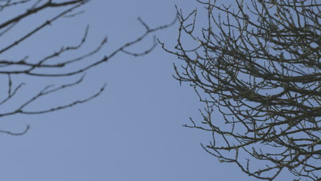 Rack-focus-shot-of-spring-trees-in-England