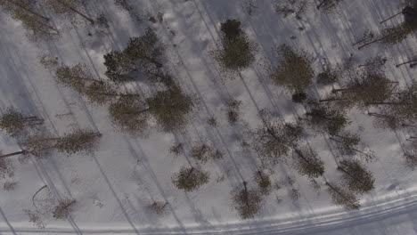 Impresionante-Toma-Cinematográfica-De-Vista-En-Planta-Ascendente-De-Un-Bosque-En-La-Nieve.
