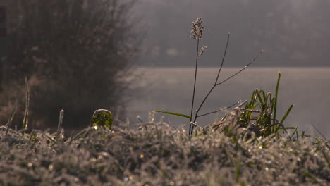 Close-up-of-frosty-grass-early-in-the-morning