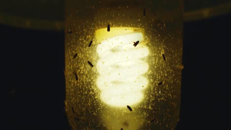 Close-up-of-insects-crawling-on-energy-saving-porch-light-with-black-background