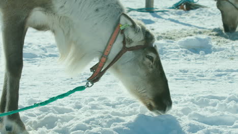 A-reindeer-licks-snow-at-the-championships-in-Inari,-Finland