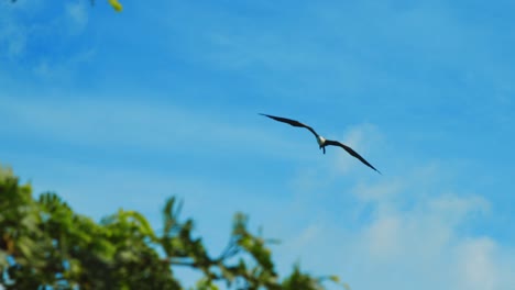 Female-Frigatebird-flying-high-in-blue-sky,-Low-Angle-Tracking-Shot