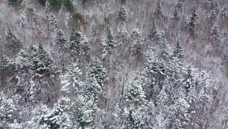 Aerial-TOP-DOWN-flying-forward-over-a-snow-covered-forest-with-bare-trees-and-evergreens