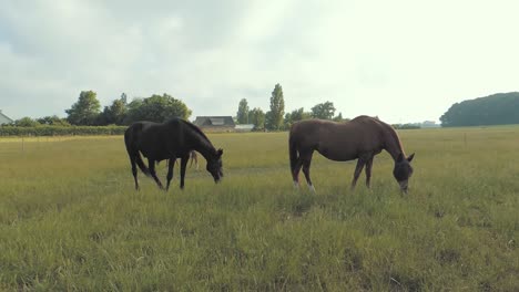 Horses-eating-on-a-meadow-in-the-Southern-part-of-Sweden