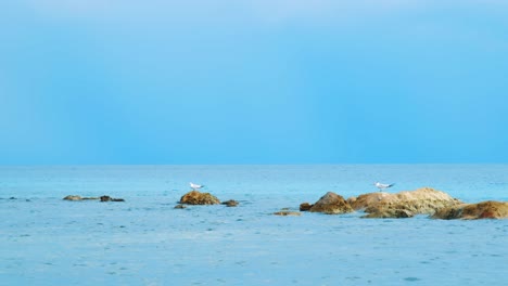 Seagulls-perched-on-rocks-in-flat-and-calm-Caribbean-sea,-SLOW-MOTION