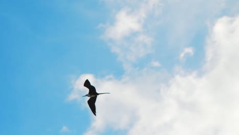 Female-Frigatebird-with-white-breast-soaring-high-in-Caribbean-cloudy-sky