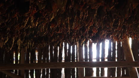Tobacco-leaves-drying