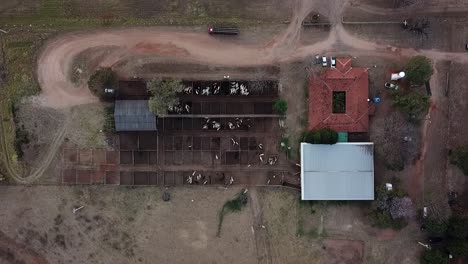 Aerial-images-of-cattle-auction