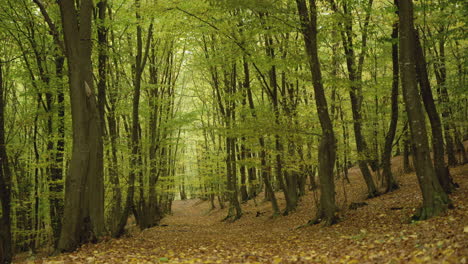 Herbstblätter-In-Einem-Jungen-Dichten-Wald