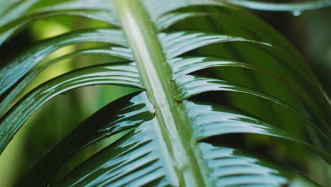 Tilt-Up-of-rain-streaming-down-banana-leaf-in-tropical-jungle