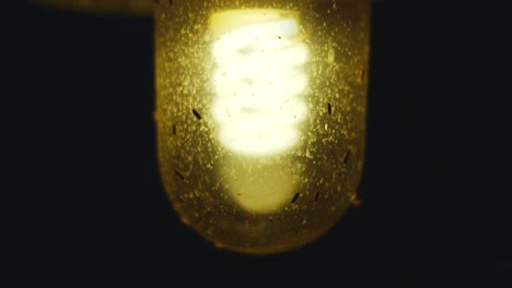 Tilt-up-revealing-bugs-flying-around-isolated-yellow-light-bulb