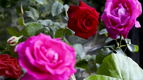 Schöne-Rosa-Und-Rote-Gartenrosen