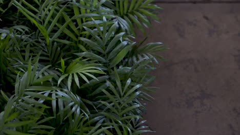 Beautiful-coconut-foliage-for-garden-that-moves-with-the-breeze