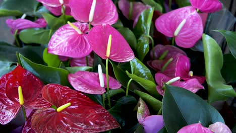 Beautiful-pink-and-red-garden-anthuriums