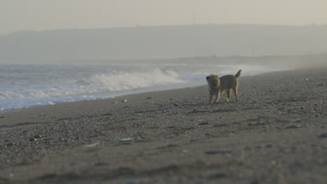 Atemberaubende-Lange-Objektivaufnahme-Zur-Goldenen-Stunde-Eines-Border-Terriers,-Der-An-Einem-Strand-Spielt