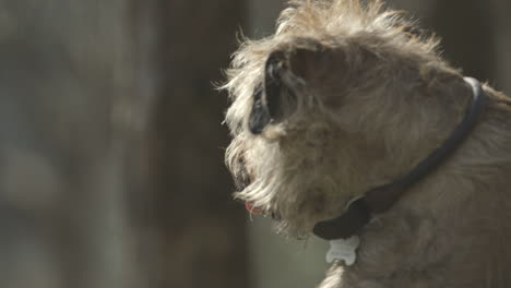 A-border-terriers-face-in-close-up