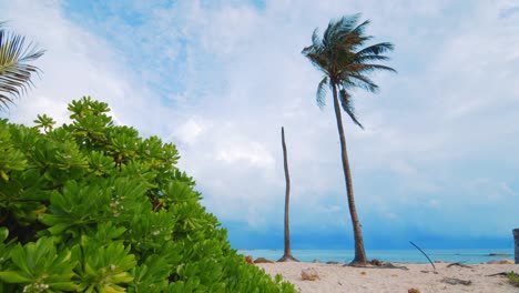Palm-tree-blowing-in-wind-before-Caribbean-rain-season-storm,-Slowmo-Low-Angle