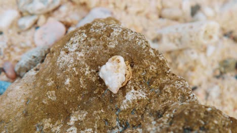 Hermit-crab-slowly-crawling-across-beach-rock,-CLOSE-UP