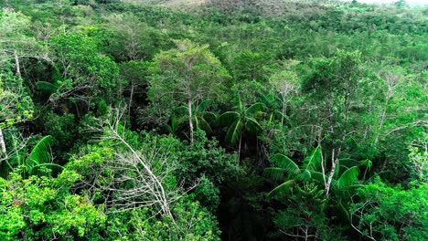 Drone-shot-slowly-flying-over-a-jungle-in-South-America