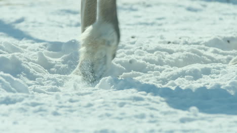 Reindeers-hooves-on-the-snow
