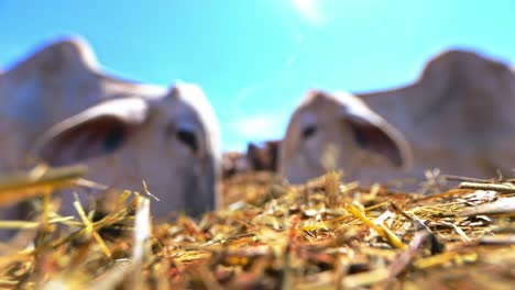 Close-up-out-of-focus-shot-of-cows-eating-hay-and-dry-grass-in-ranch-of-a-farm