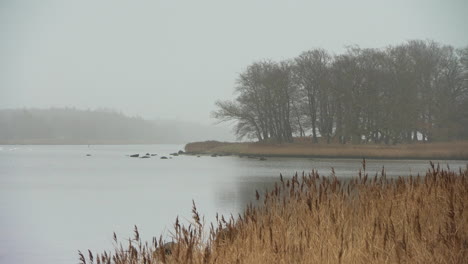 Un-Lago-Pantanoso-En-Dinamarca