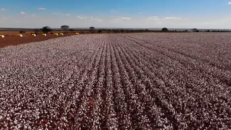 Drone-shot-of-farm-of-white-cotton-plants-in-wide-field-of-agriculture