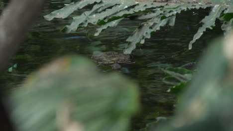 pond-in-tropical-area---shot-through-foliage