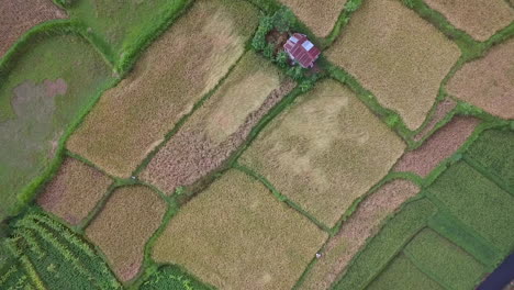 Impressive-drone-shot-over-crops-that-reveals-a-vast-farmland