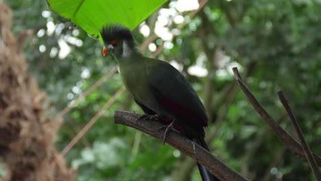 Close-up-of-white-cheeked-turaco-standing-on-branche-and-flying-away