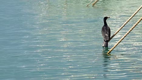 a-Cormorant-sitting-on-a-anchor-rope