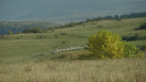 A-flock-of-sheep-in-Romanian-countryside