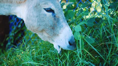 Close-up-shot-of-a-cute-old-donkey-grazing-on-the-side-of-a-road-in-Curacao