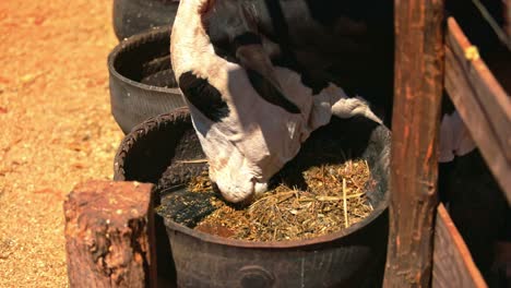 Closeup-shot-of-cow-eating-hay-from-a-bucket-in-ranch-of-a-farm