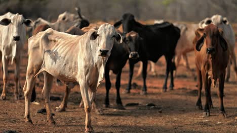 Dünne-Und-Unterernährte-Kühe,-Die-Auf-Einem-Trockenen-Feld-Einer-Farm-Grasen
