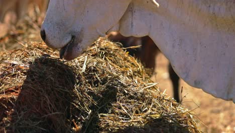 Vaca-Blanca-Comiendo-Heno-Y-Pasto-Seco-En-El-Rancho,-Primer-Plano