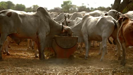 Vacas-De-Ganado-Comiendo-Heno-En-El-Rancho-De-Una-Granja
