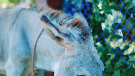 Close-up-shot-of-a-cute-old-donkey-grazing-on-the-side-of-a-street-in-Curacao