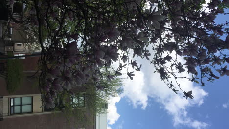 Vertical-De-Un-Magnolio-Chino-O-Un-árbol-De-Tulipanes-En-La-Universidad-De-Toronto,-Ontario,-Canadá