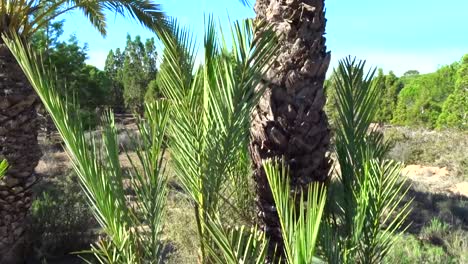 a-Vertical-pan-of-a-green-palm-tree-on-a-hot-summer-day