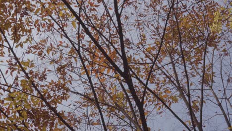 Gelbe-Baumblätter,-Die-Im-Herbst-Vor-Dem-Blauen-Himmel-Fallen