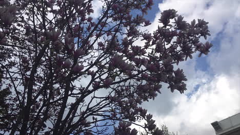 Timelapse-of-a-Chinese-Magnolia-Tree-or-Tulip-Tree-with-a-beautiful-fast-white-clouds-in-Toronto-Ontario-Canada