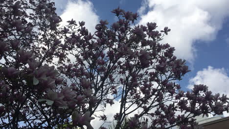 Eine-Silhouette-Eines-Chinesischen-Magnolienbaums-Oder-Tulpenbaums-Mit-Einem-Wunderschönen-Blauen-Und-Weißen-Wolkenhimmel-An-Der-Universität-Von-Toronto,-Ontario,-Kanada