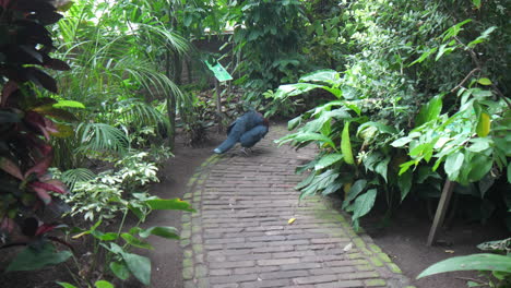 Blue-Victoria-crowned-pigeon--in-tropical-garden