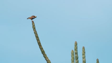Caracara-cheriway-bird-ruffling-feathers-while-standing-on-tall-cactus,-Slowmo