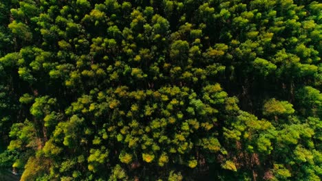 Aerial-birds-eye-view-rising-above-a-beautiful-green-forest