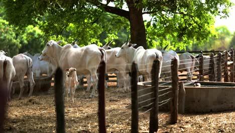 Herde-Weißer-Kühe,-Die-An-Sonnigen-Tagen-Heu-Und-Trockenes-Gras-Auf-Dem-Bauernhof-Fressen